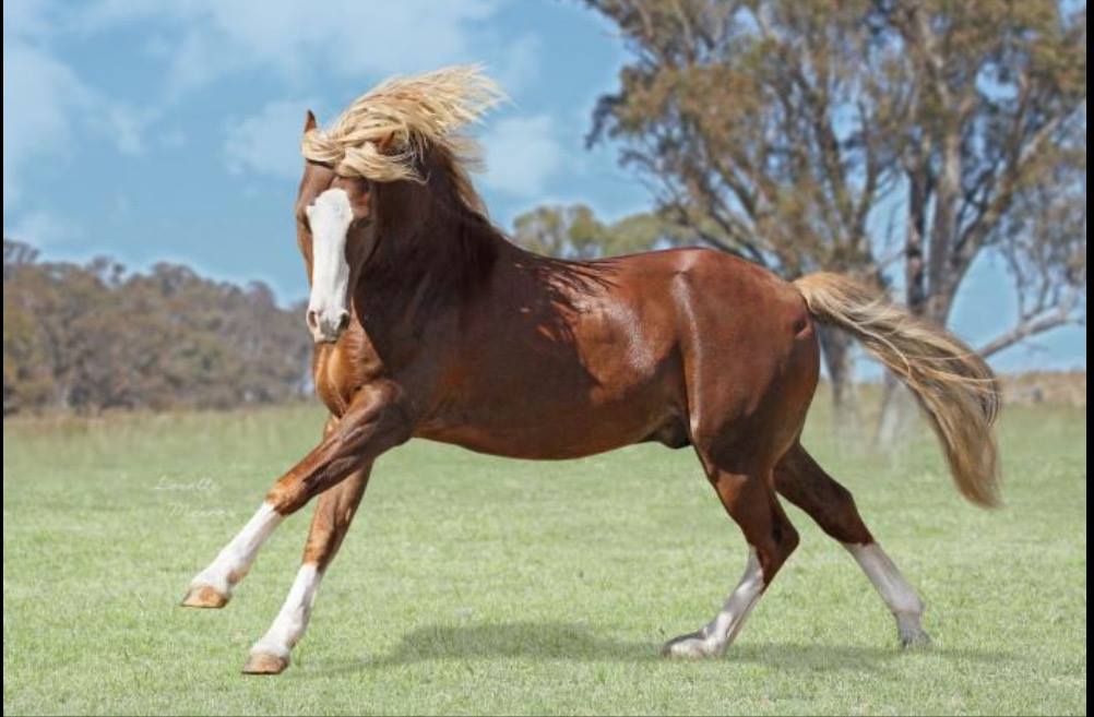 Wingana Gideon - Sec C Welsh Cob Stallion